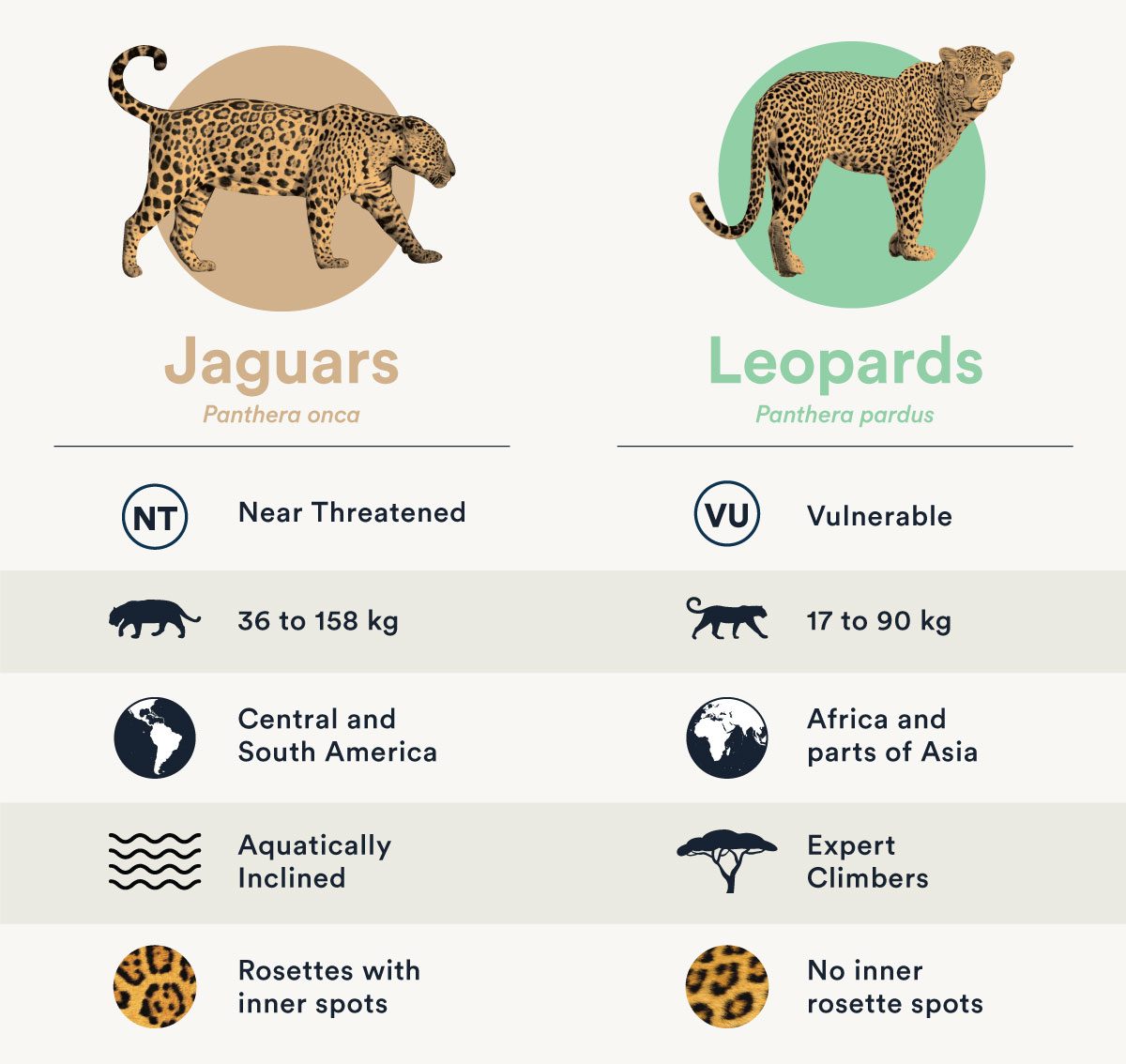 Wild cats 101: jaguars vs. leopards